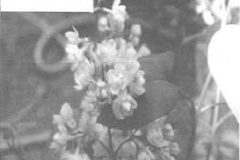 Mary Ellen