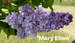 Mary_Ellen_2023_JJM