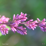 Mary_K._Houts_2019_LM_CF