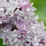 Mary_Short_2019_LM_CF