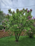Mary_Short_202404_CS
