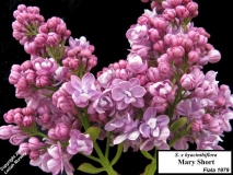 Mary_Short_LNT_1