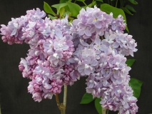 Mary_Short_LNT_2