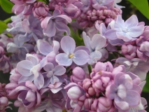 Mary_Short_LNT_3