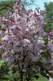 Mary_Short_RBG_CH_2