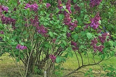 Masséna