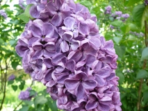 Massena_Stavropol_TP_2