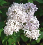 Matthews_Purple_201804_UCR_NS_2