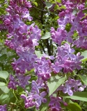TOSHIBA Exif JPEG