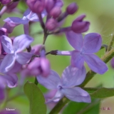 Maureen_2019_LM_CF