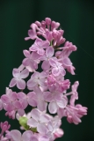 Maureen_TRD_TP