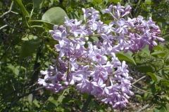 Mauve Mist