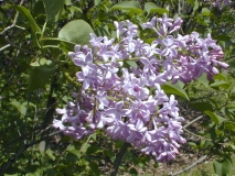 Mauve_Mist_2003_HP_MM__DM_1