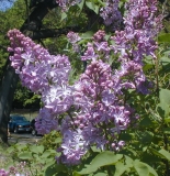Mauve_Mist_2003_HP_MM__DM_2