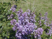 Mauve_Mist_2003_HP_MM__DM_3