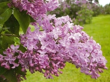 Mauve_Mist_2010_HP_KM_1