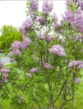 Mauve_Mist_2010_HP_KM_2