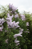 Mauve_Mist_2013_HP_TP_1