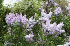 Mauve_Mist_2013_HP_TP_10
