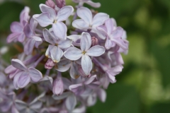 Mauve_Mist_2013_HP_TP_12