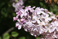Mauve_Mist_2013_HP_TP_13