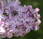 Mauve_Mist_2013_HP_TP_14