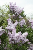 Mauve_Mist_2013_HP_TP_2