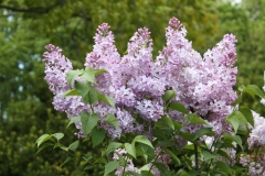 Mauve_Mist_2013_HP_TP_3