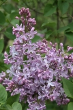 Mauve_Mist_2013_HP_TP_4