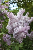 Mauve_Mist_2013_HP_TP_5
