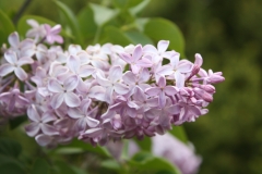Mauve_Mist_2013_HP_TP_6