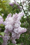 Mauve_Mist_2013_HP_TP_7