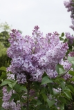 Mauve_Mist_2013_HP_TP_8