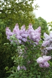 Mauve_Mist_2013_HP_TP_9