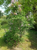 Mauve_Mist_20170518_HP_MLD_1