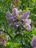 Mauve_Mist_20170518_HP_MLD_3