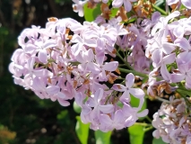 Mauve_Mist_20170518_HP_MLD_4