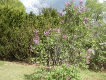 Mauve_Mist_20180510_HP_MLD_1