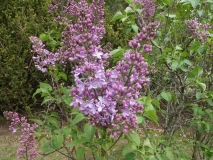 Mauve_Mist_20180510_HP_MLD_2