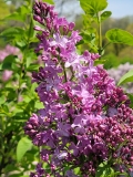 Mauve_Mist_20210428_NYBG_MLD_1
