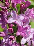Mauve_Mist_20210428_NYBG_MLD_2