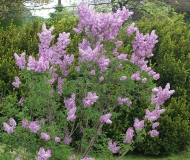 Mauve_Mist_CH