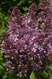 Mauve_Mist_ZB