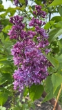 Max_Peterson_20220524_MN_KA_2
