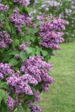 Maximowicz_2012_Nancy_BG_TP_2
