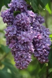 Maximowicz_2014_BLBG_TP_1