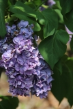 Maximowicz_2014_BLBG_TP_3
