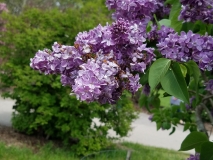 Maximowicz_20170523_RBG_MLD_3