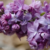 Maximowicz_2019_LM_CF