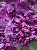 Maximowicz_20210427_BLBG_MLD_4